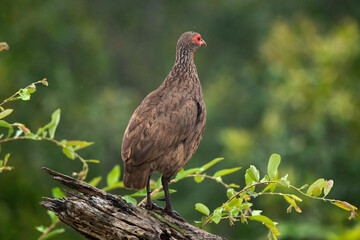 Francolin de Swainson,.Pternistis swainsonii, Swainson's Spurfowl