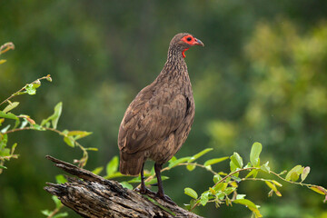 Francolin de Swainson,.Pternistis swainsonii, Swainson's Spurfowl