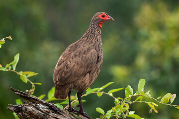 Francolin de Swainson,.Pternistis swainsonii, Swainson's Spurfowl