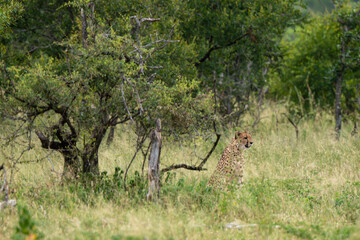 Guépard, cheetah, Acinonyx jubatus, Parc national Kruger, Afrique du Sud