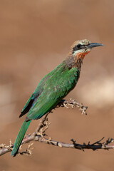 Guêpier à front blanc,.Merops bullockoides, White fronted Bee eater