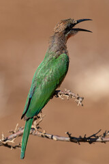 Guêpier à front blanc,.Merops bullockoides, White fronted Bee eater
