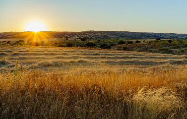 summer sunset landscape with sunbeams over fields of cut wheat and rye harvest