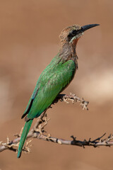 Guêpier à front blanc,.Merops bullockoides, White fronted Bee eater