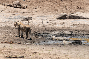 lion, femelle, lionne, Panthera leo, Crocodile du nil, Crocodylus niloticus