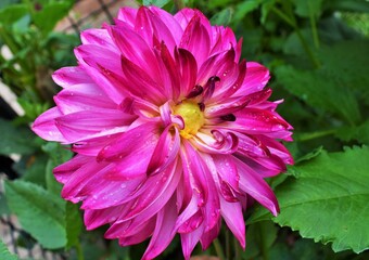 pink dahlia flower