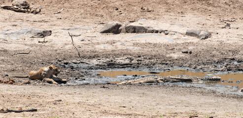 lion, femelle, lionne, Panthera leo, Crocodile du nil, Crocodylus niloticus