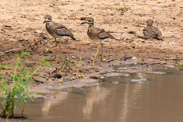 Obraz premium Oedicnème vermiculé,.Burhinus vermiculatus, Water Thick knee
