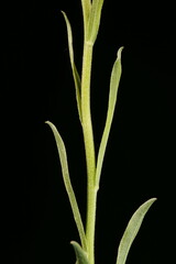 Alpine Aster (Aster alpinus). Stem and Leaves Closeup