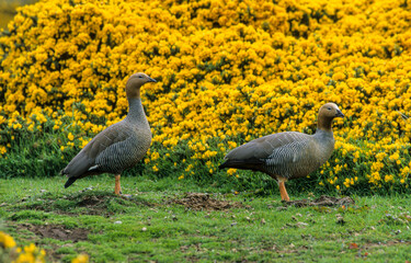 Ouette à tête rousse,.Chloephaga rubidiceps, Ruddy headed Goose, Iles Falkland, Malouines