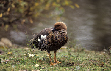 Ouette de Magellan,.Chloephaga picta, Upland Goose