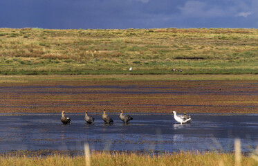 Ouette de Magellan,.Chloephaga picta, Upland Goose, Iles Falkland, Malouines