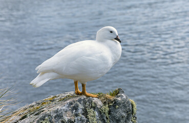 Ouette marine,..Chloephaga hybrida, Kelp Goose, Iles Falkland, Malouines