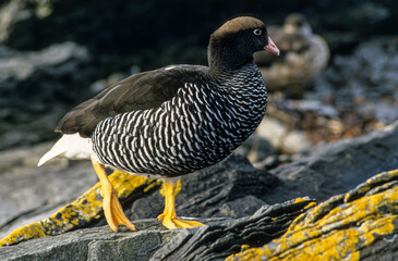 Ouette marine,. femelle, Chloephaga hybrida, Kelp Goose, Iles Falkland, Malouines