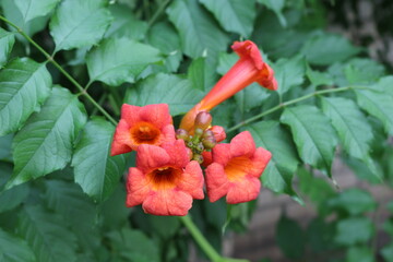 
Brightly orange flowers bloom on a campsis bush in a summer garden