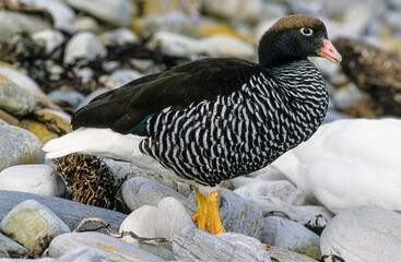 Ouette marine,. femelle, Chloephaga hybrida, Kelp Goose, Iles Falkland, Malouines