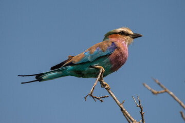 Rollier à longs brins,. Coracias caudatus, Lilac breasted Roller