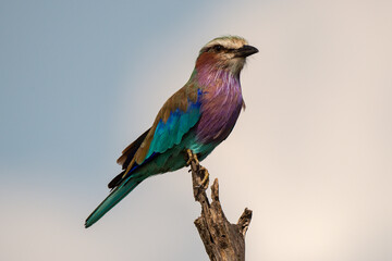 Rollier à longs brins,. Coracias caudatus, Lilac breasted Roller