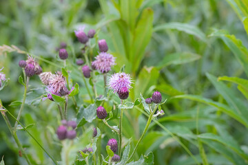 Closeup of a beautiful violet wildflower with a bumblebee. Picture from Scania, southern Sweden