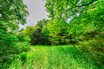 【エコイメージ】マイナスイオンたっぷりな森林