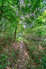 【エコイメージ】マイナスイオンたっぷりな森林