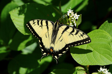 A Canadian Tiger Swallowtail (Papilio canadensis) resting on a plant, shot in Waterloo, Ontario,...