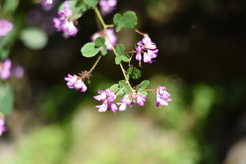 #野草 #Wild grass