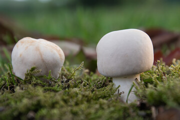 mushroom in the forest