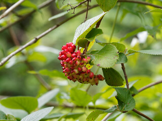 Wolliger Schneeball (Viburnum lantana). Eiförmigen Steinfrüchte, rot und glänzend schwarz an...