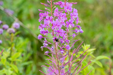 Closeup of a beautiful violet wildflower with a bumblebee. Picture from Scania, southern Sweden