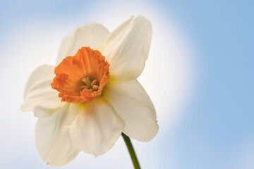 Narcissus flower on a blue and white background