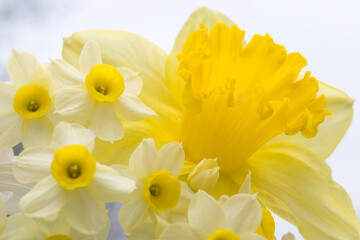 Macro photo from narcissus flowers, made in Weert the Netherlands