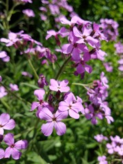 Fototapeta premium pink flowers in the garden