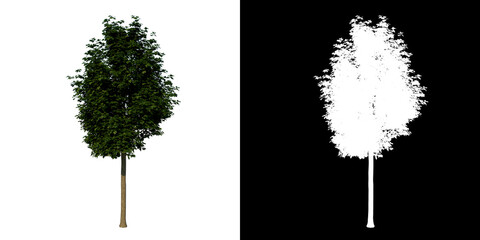 Front view tree (Young Common Maple 2) white background alpha png 3D Rendering Ilustracion 3D