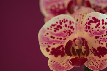 pink orchid closeup photo made in Weert the Netherlands