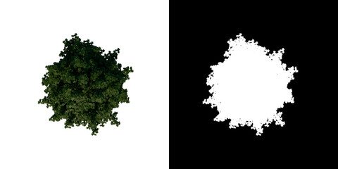 Top view tree (Young Common Maple 2) white background alpha png 3D Rendering Ilustracion 3D