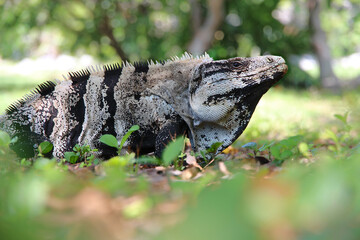 Iguana iguana - a huge, beautiful iguana, laying on the grass, looking at the camera. The prehistoric reptile looks like an ancient dinosaur and can be frequently found near the Tulum site, Mexico.