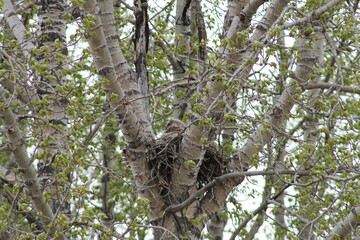 Owls Nest
