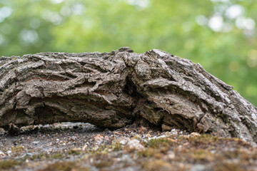 Large root grows over wall ledge in close-up