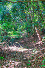 Fototapeta premium 【エコイメージ】マイナスイオンたっぷりな森林