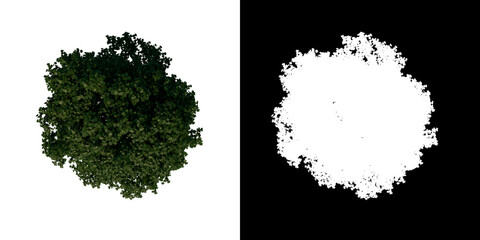 Top view tree (Young Common Maple 3) white background alpha png 3D Rendering Ilustracion 3D