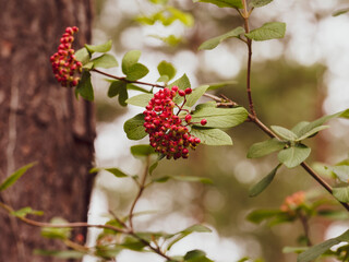 Wolliger Schneeball (Viburnum lantana). Eiförmigen Steinfrüchte, rot und glänzend schwarz an aufrechten Ästen, weiche, mattgrüne Blätter runzelig, unterseits wollig graufilzig, Blattrand scharf gesägt