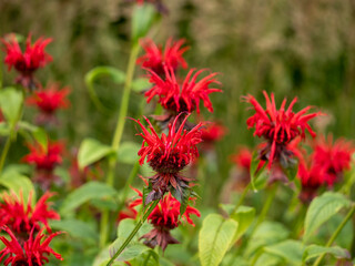 Red Monarda or bee balm flowers with green leaves in a summer garden