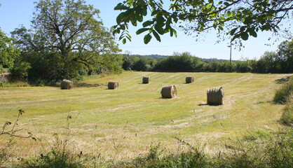 paysage d'&eacute;t&eacute; r&eacute;colte de paille en campagne