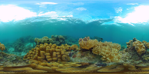 Naklejka na ściany i meble Coral reef underwater with fishes and marine life. Coral reef and tropical fish. Panglao, Philippines. 360VR foto.