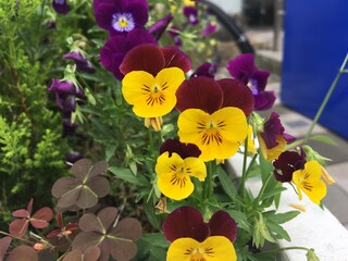 Pansy has two petals overlapped on both sides and one lower petal with a little beard emanating from the center of the flower. These petals are usually white or yellow, purple or blue.