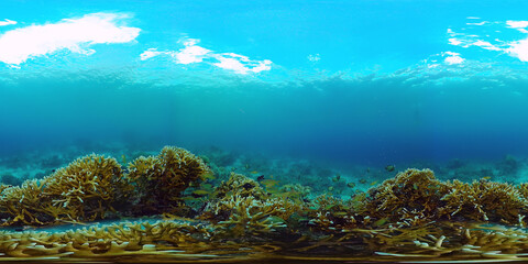 360VR Foto: Beautiful underwater world with coral reef and tropical fishes. Panglao, Philippines. Travel vacation concept