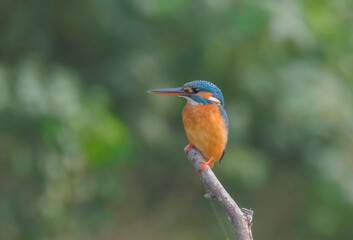 A Wild Bird Kingfisher On The Branch of A tree waiting for fish at daylight .