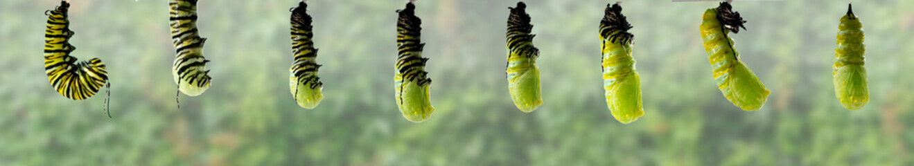 Monarch Butterfly metamorphosis from caterpillar to chrysalis.