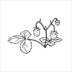 strawberry branch with berries and leaves in a vector doodle style. hand drawn illustration isolated on a white background